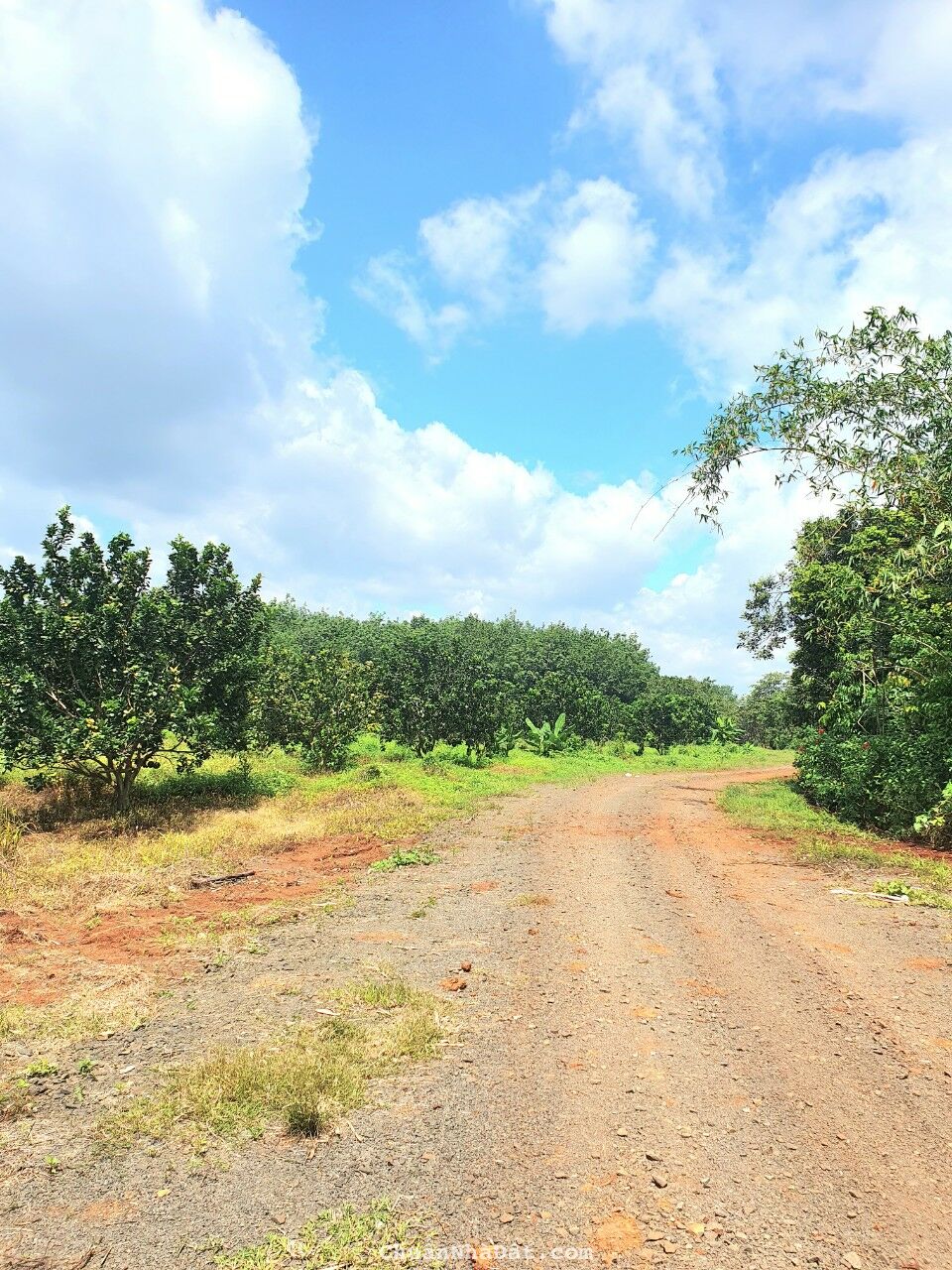 chú ở xa cần bán lại miếng vườn do không chăm sóc được 