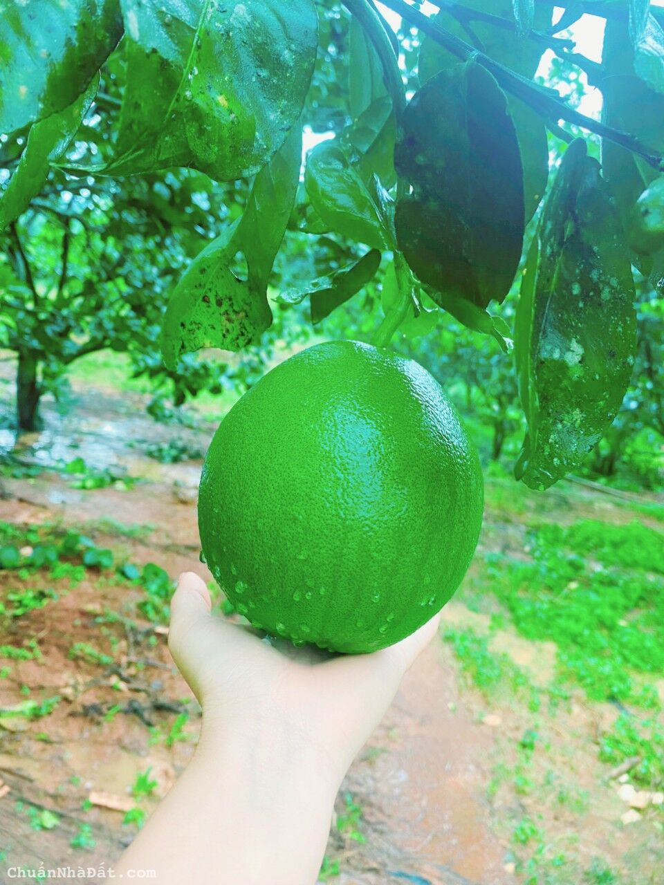 chú ở xa cần bán lại miếng vườn do không chăm sóc được 