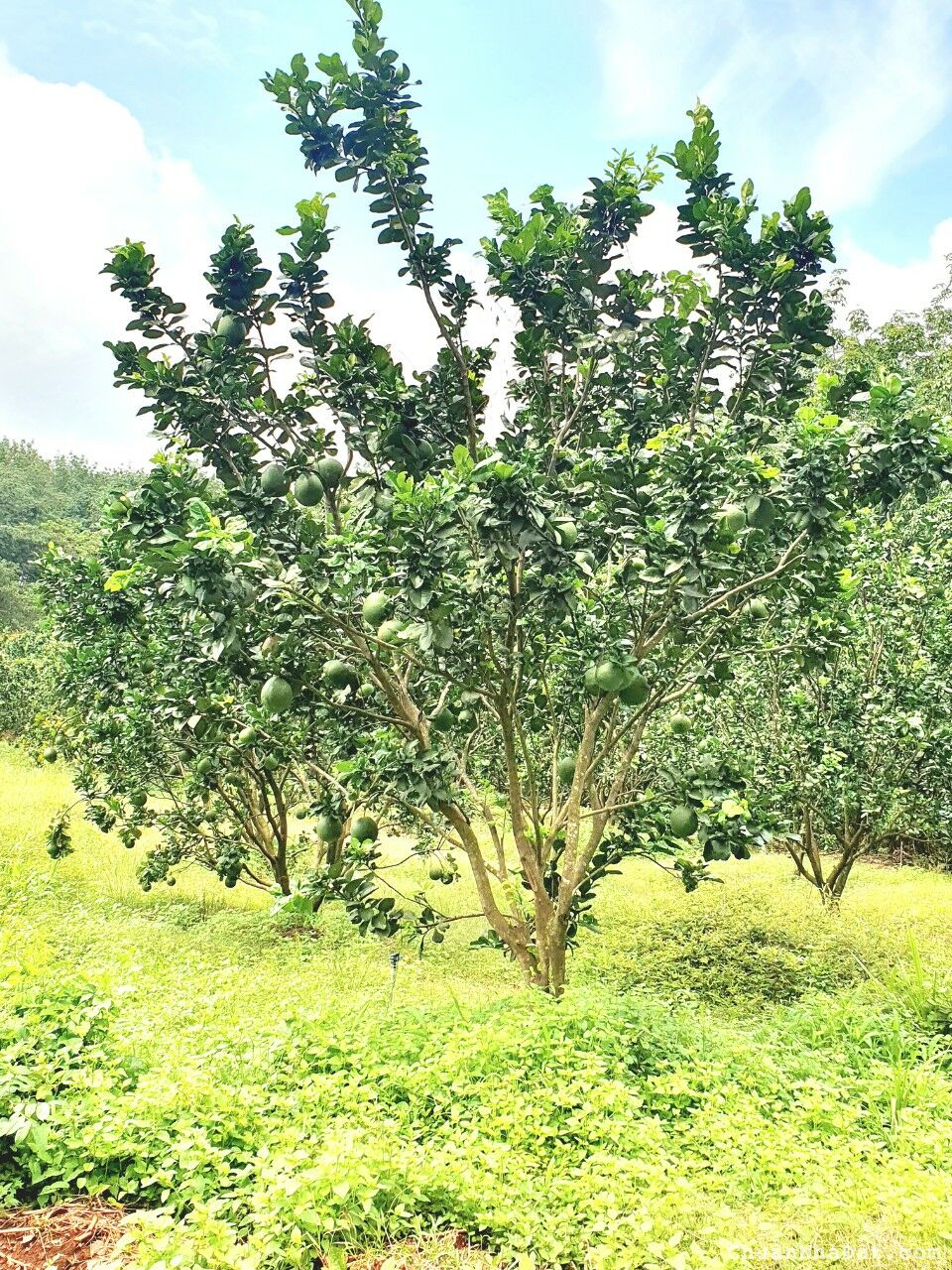 chú ở xa cần bán lại miếng vườn do không chăm sóc được 