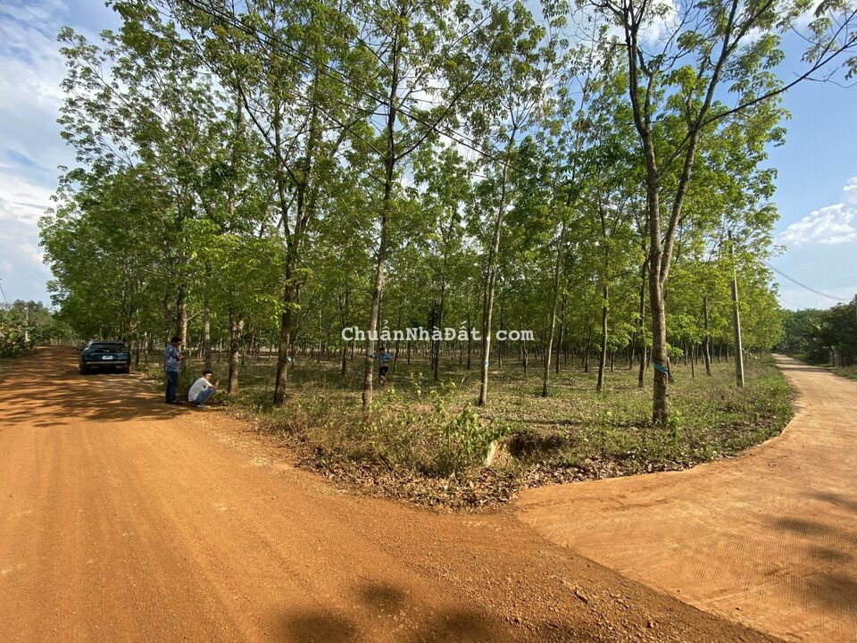 tôi đang cần bán nhanh 2 lô đất do không còn tiền trả ngân hàng