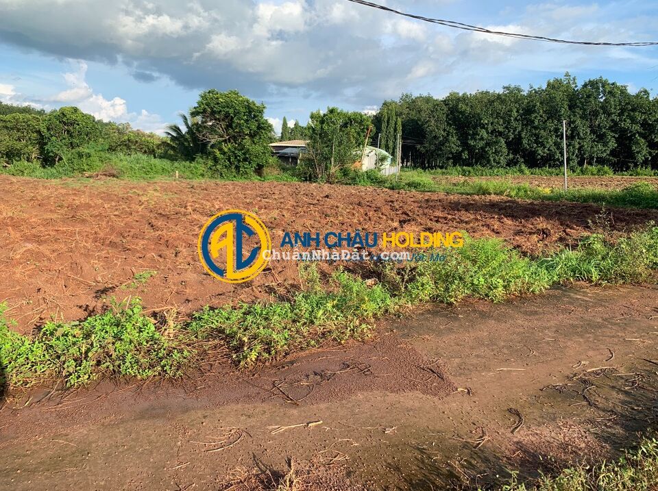 KẸT TIỀN NGÂN HÀNG BÁN RẺ 2 SÀO (2.000M2) CÁCH CHỢ CHƠN THÀNH VÀ KHU CÔNG NGHIỆP 2 PHÚT KẸT TIỀN NGÂN HÀNG BÁN RẺ 2 SÀO (2.000M2) CÁCH CHỢ CHƠN THÀNH VÀ KHU CÔNG NGHIỆP 2 PHÚT