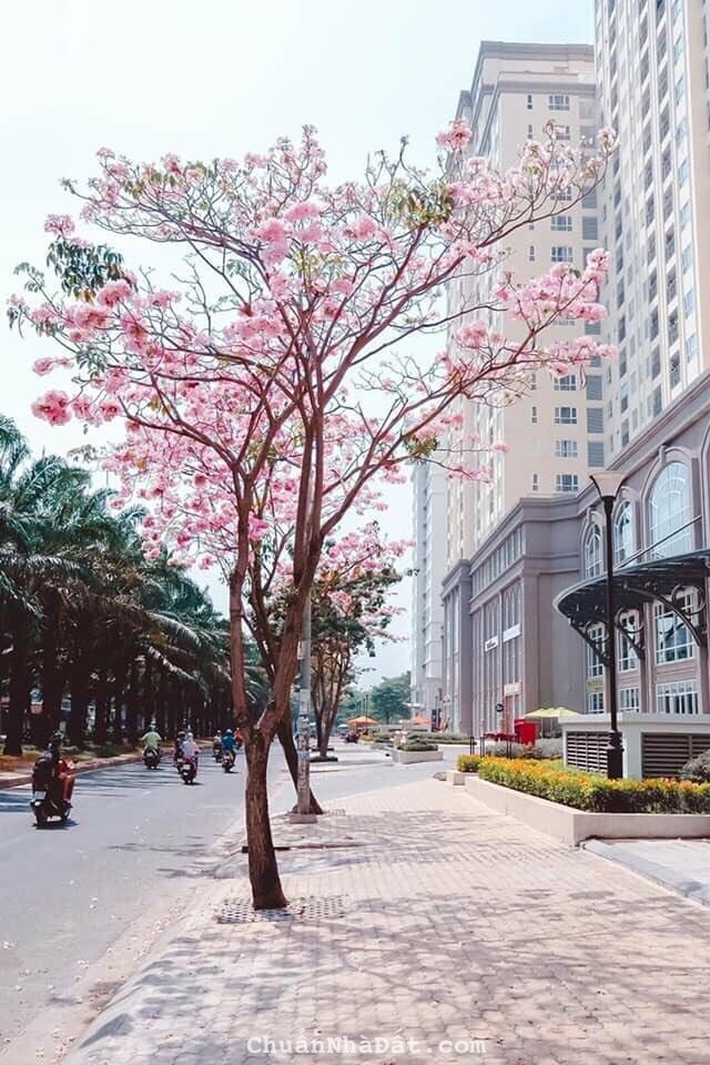 cho thuê căn hộ chung cư SGMia