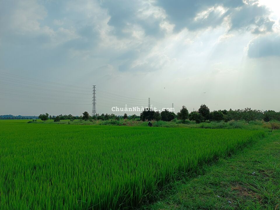 BÁN ĐẤT LÚA TRỒNG ĐƯỢC SẦU RIÊNG 2.2 TỶ/MẪU (10.000M2), DIỆN TÍCH 1,1MẪU, GIÁ BÁN  2.4 TỶ