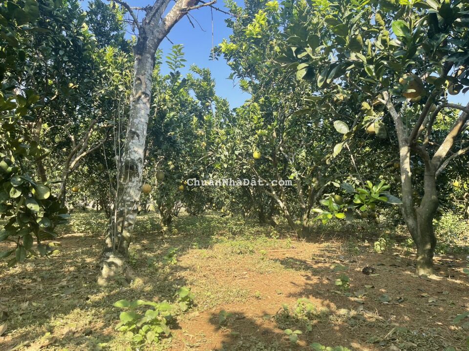 BÁN NHANH LÔ ĐẤT 1000M2 LƯƠNG SƠN, HÒA BÌNH, ĐẦU TƯ, NGHỈ DƯỠNG SIÊU TỐT, GIÁ 1,3 TỶ