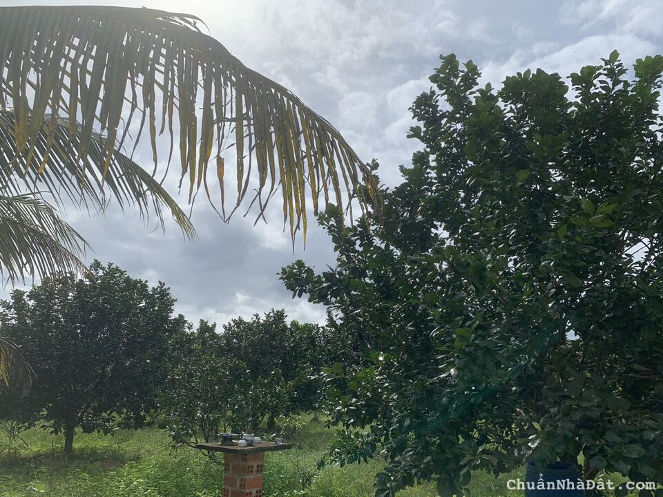 BÁN NHANH LÔ ĐẤT 22000M2 DIÊN KHÁNH, KHÁNH HÒA, ĐẦU TƯ NGHỈ DƯỠNG, GIÁ 22 TỶ BÁN NHANH LÔ ĐẤT 22000M2 DIÊN KHÁNH, KHÁNH HÒA, ĐẦU TƯ NGHỈ DƯỠNG, GIÁ 22 TỶ