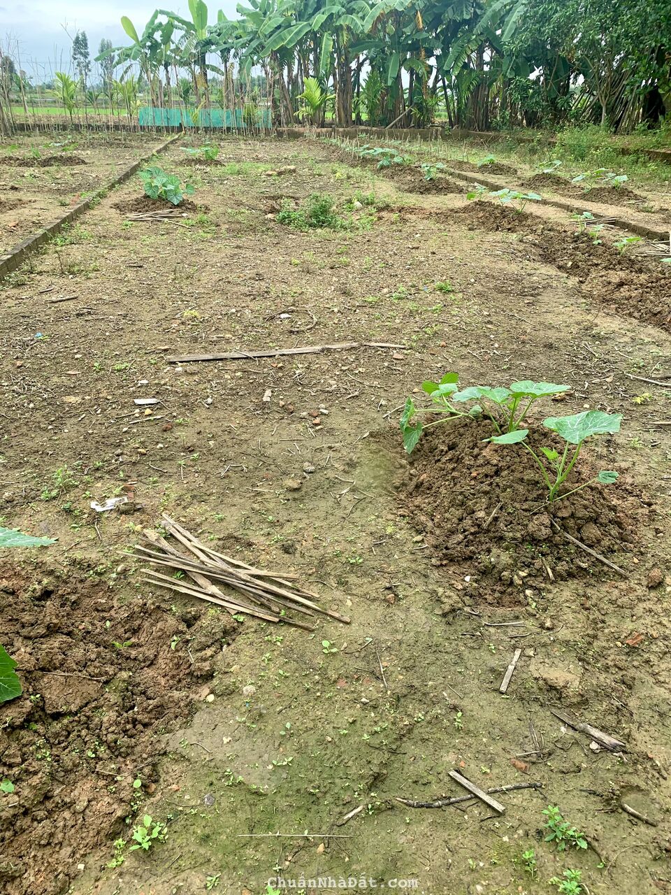 Bán 2 lô liền kề ở Điện Hồng, đất ở 100% diện tích 128m2 và 132m2.