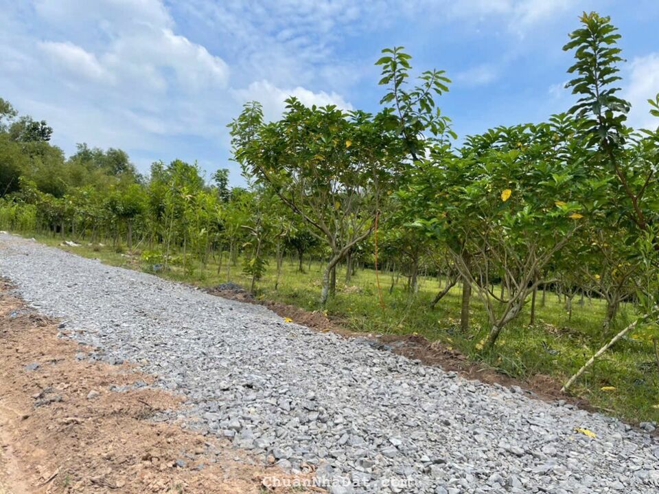 Ông Chú bán đất vườn 1077m SHR giá 1 tỷ 299 ở Tl 7, Thái Mỹ