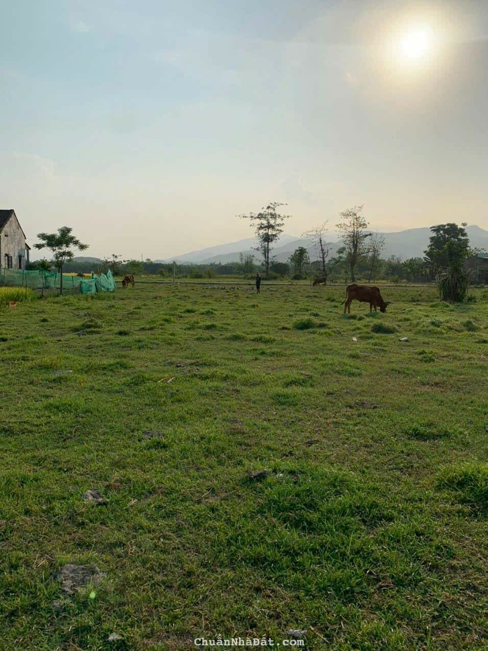 Chính chủ bán 4 lô đất Thăng Bình mỗi lô 1750m2 Chính chủ bán 4 lô đất Thăng Bình mỗi lô 1750m2