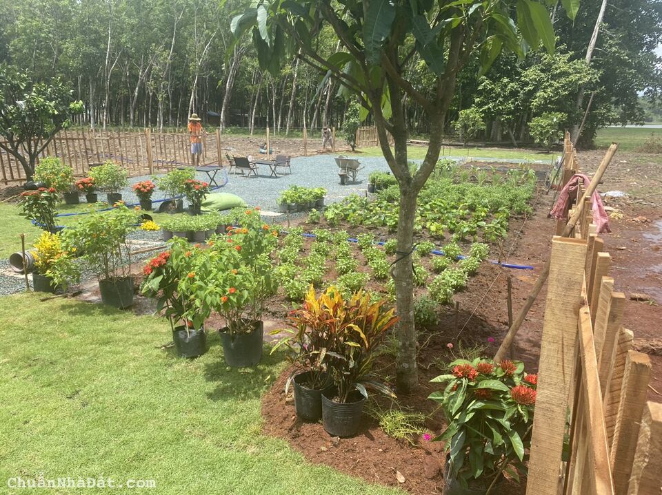 Bán đất tặng nhà vườn sử dụng được ngay - ngang 10