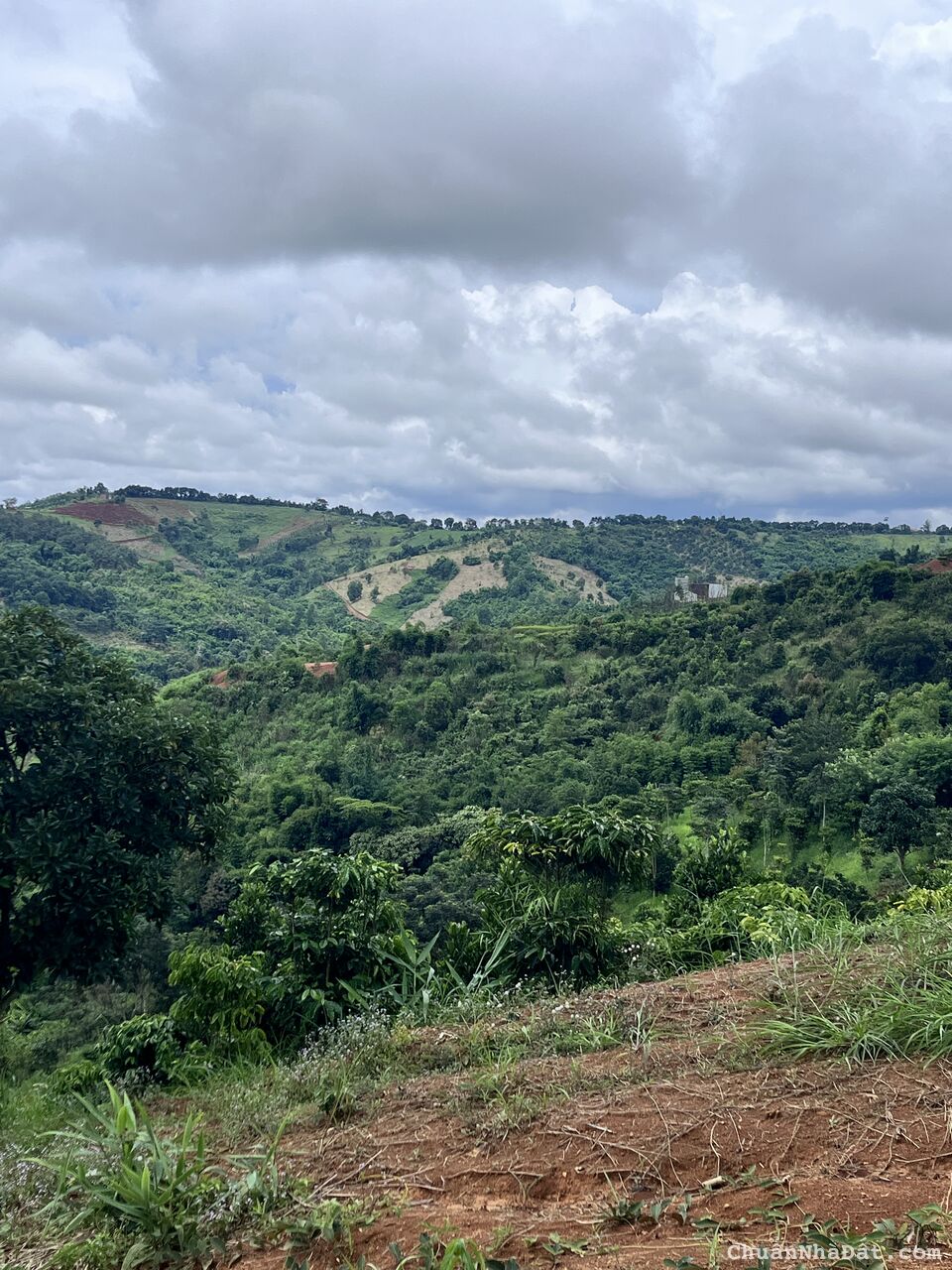 Tận hưởng không gian thiên nhiên view đồi, Cần bán 6,5 hecta đất cây lâu năm, Đắk Nông