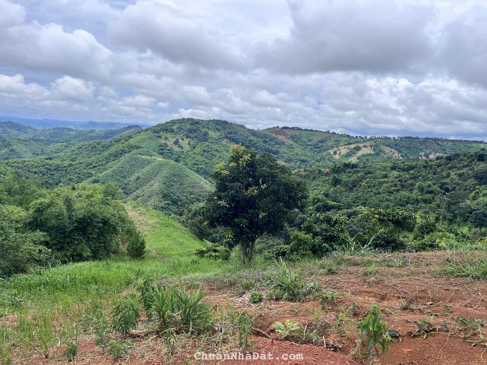 Tận hưởng không gian thiên nhiên view đồi, Cần bán 6,5 hecta đất cây lâu năm, Đắk Nông