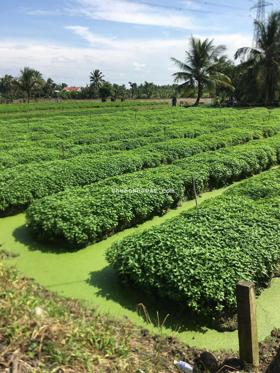 Cần bán gấp 745m2 đất chính chủ giáp Mỹ Tho với giá chỉ nhỉnh 1T5