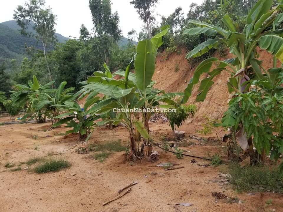 Bán đất rẫy - an dưỡng tuổi già Bán đất rẫy - an dưỡng tuổi già