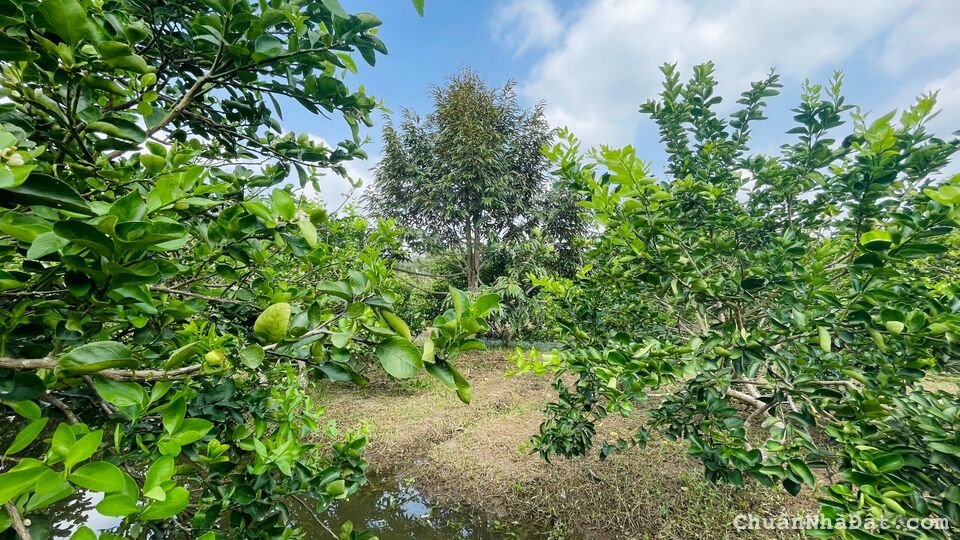 Hơn 1700m2 sầu riêng + Chanh không hạt đang cho trái. Cách Chợ Vàm Xáng 1,9km.