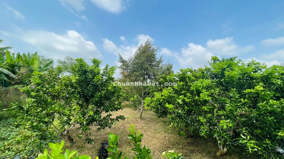 Hơn 1700m2 sầu riêng + Chanh không hạt đang cho trái. Cách Chợ Vàm Xáng 1,9km.