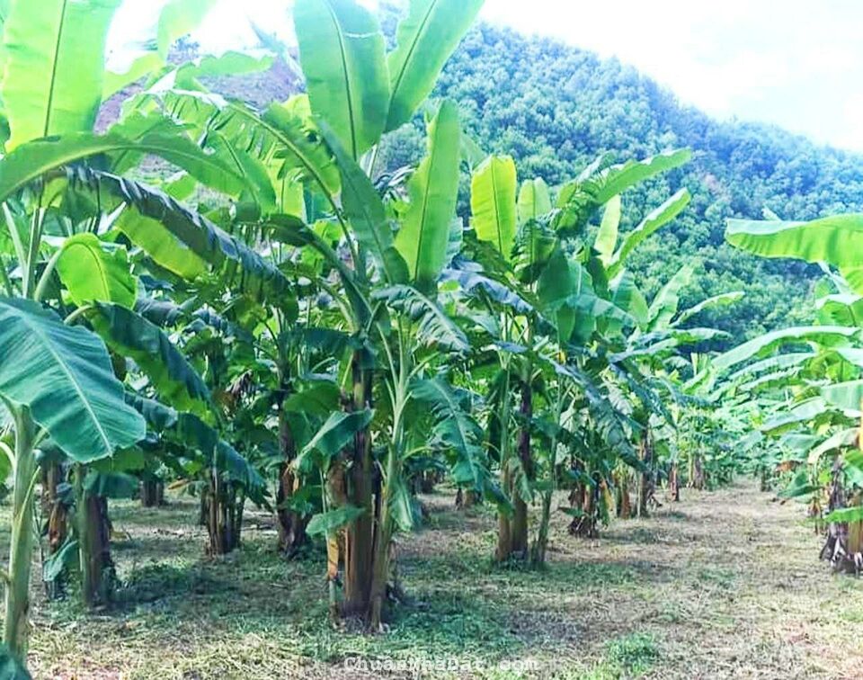 Cần bán gấp lô đất ngợp đang trồng vườn chuối Cavendis theo hàng phía sau giáp suối rất đẹp