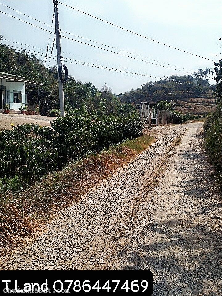 vườn cà phê 8 sào giá rẻ cần bán