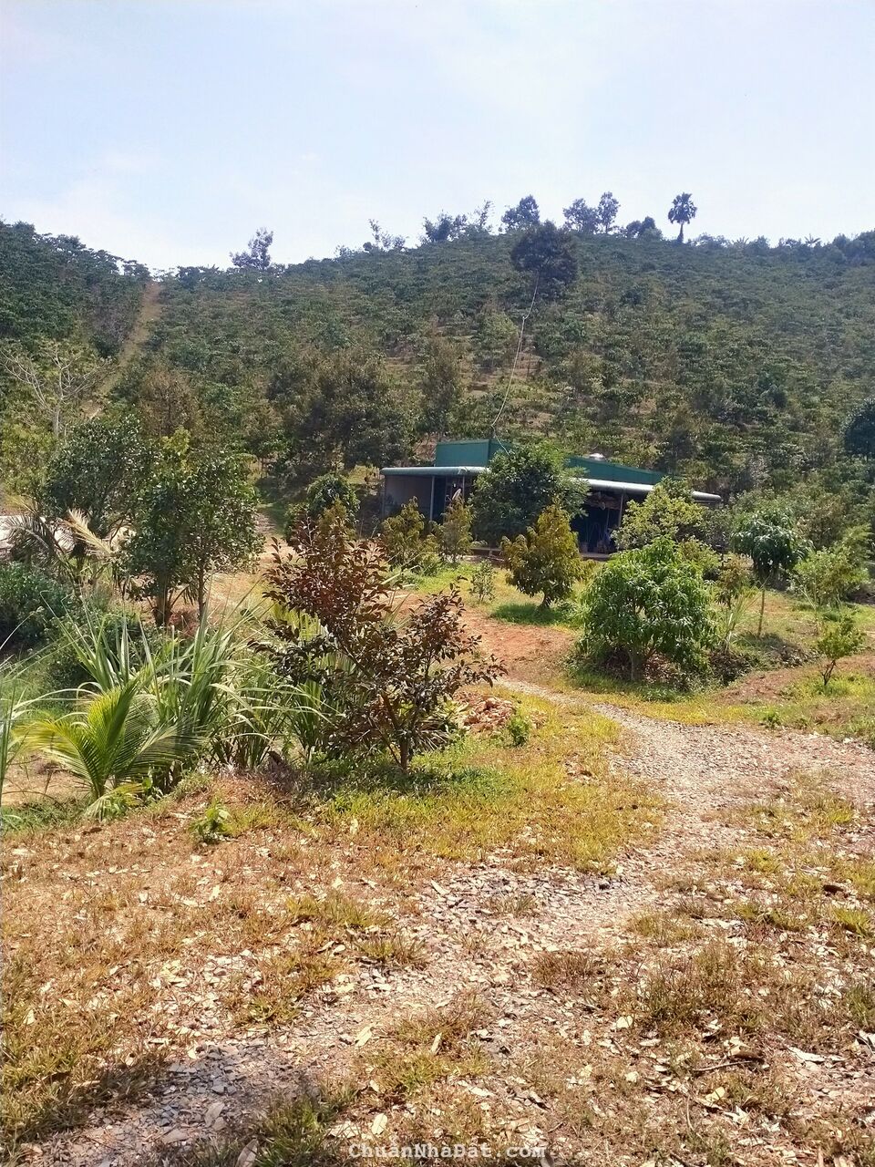 vườn cà phê 8 sào giá rẻ cần bán