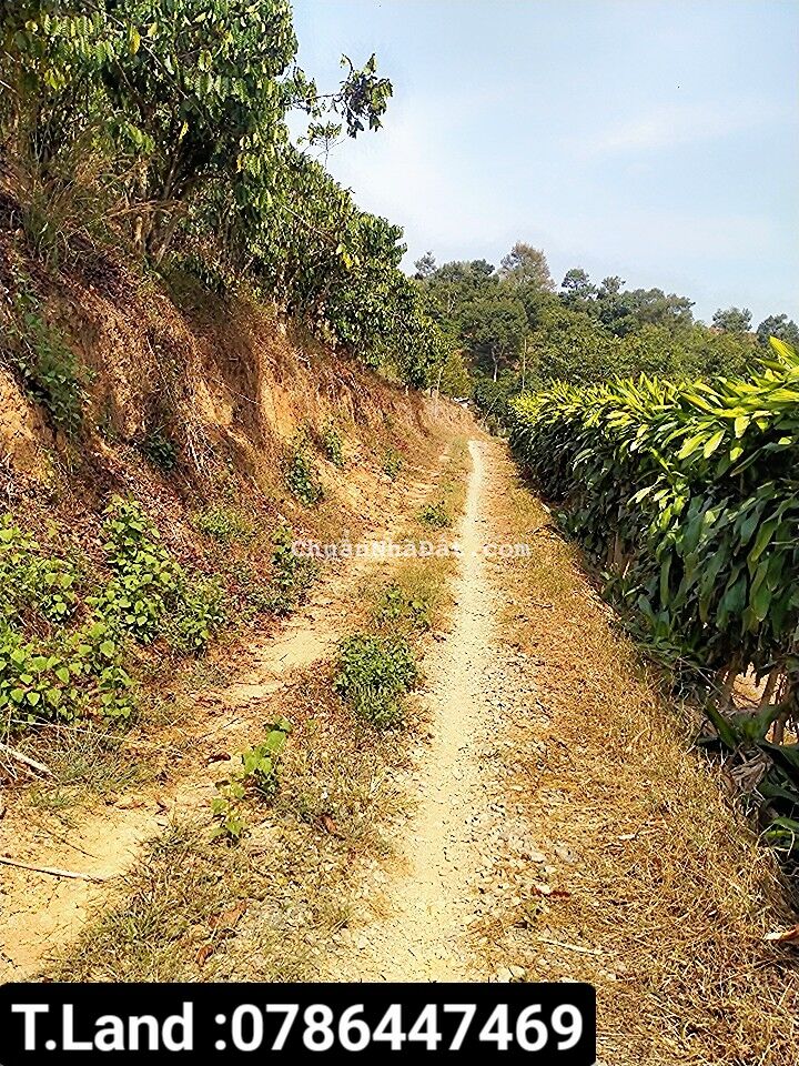 vườn cà phê 8 sào giá rẻ cần bán