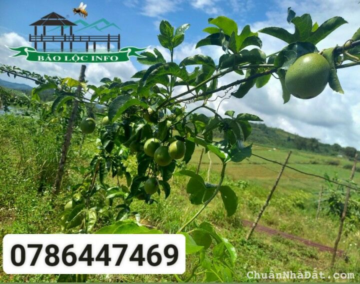 2,5 hecta đất vườn cần bán