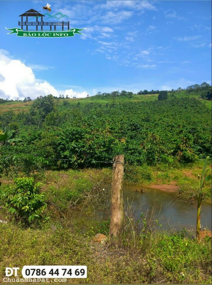 2,5 hecta đất vườn cần bán