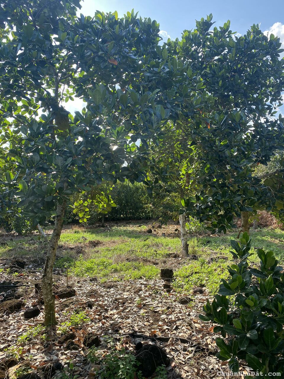 Chính Chủ bán 5,5 sào đất Sầu Riêng và Mít đang cho thu hoạch 