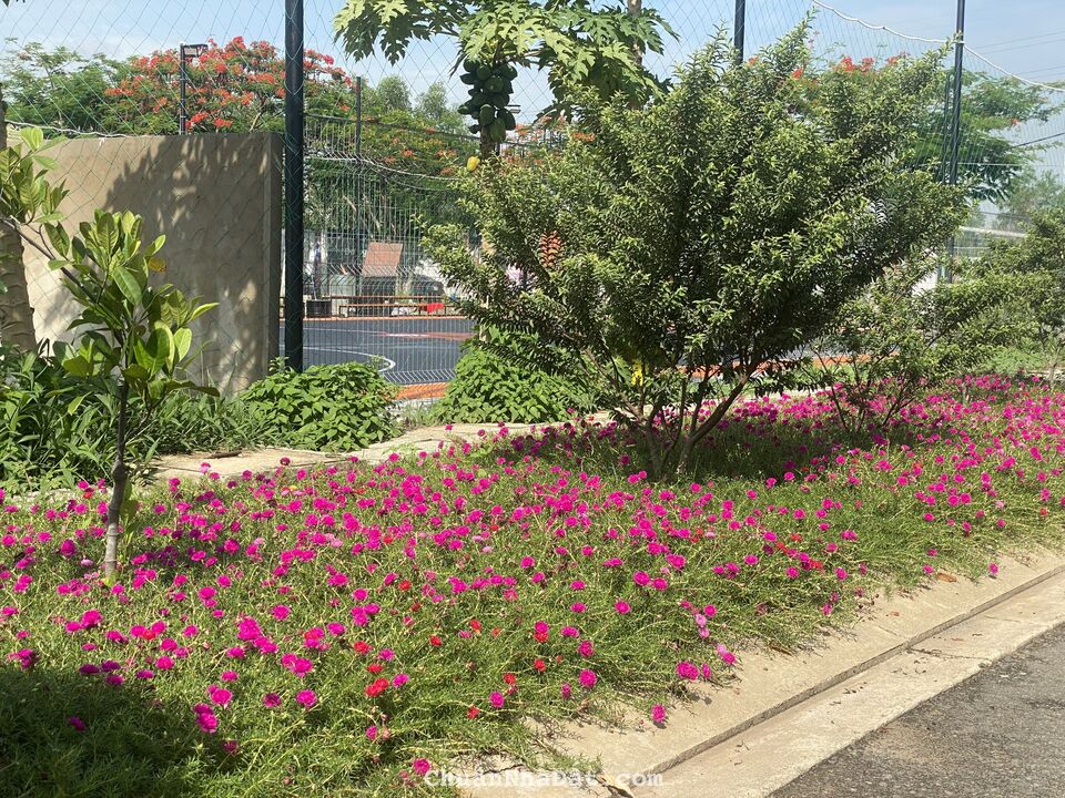 300m2 đất kế The Global City 300m2 chỉ 35tr/m2 Rẻ Vô Địch Liên Phường 300m2 đất kế The Global City 300m2 chỉ 35tr/m2 Rẻ Vô Địch Liên Phường