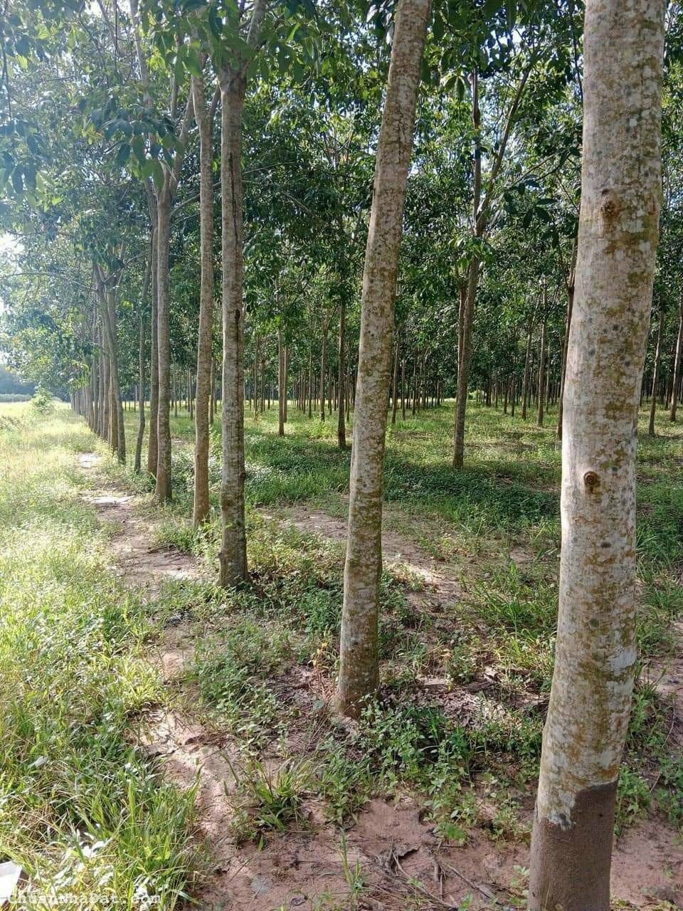 CẦN BÁN 6 CÔNG ĐẤT CAO SU TÂY NINH - CHƯA CẠO MỦ