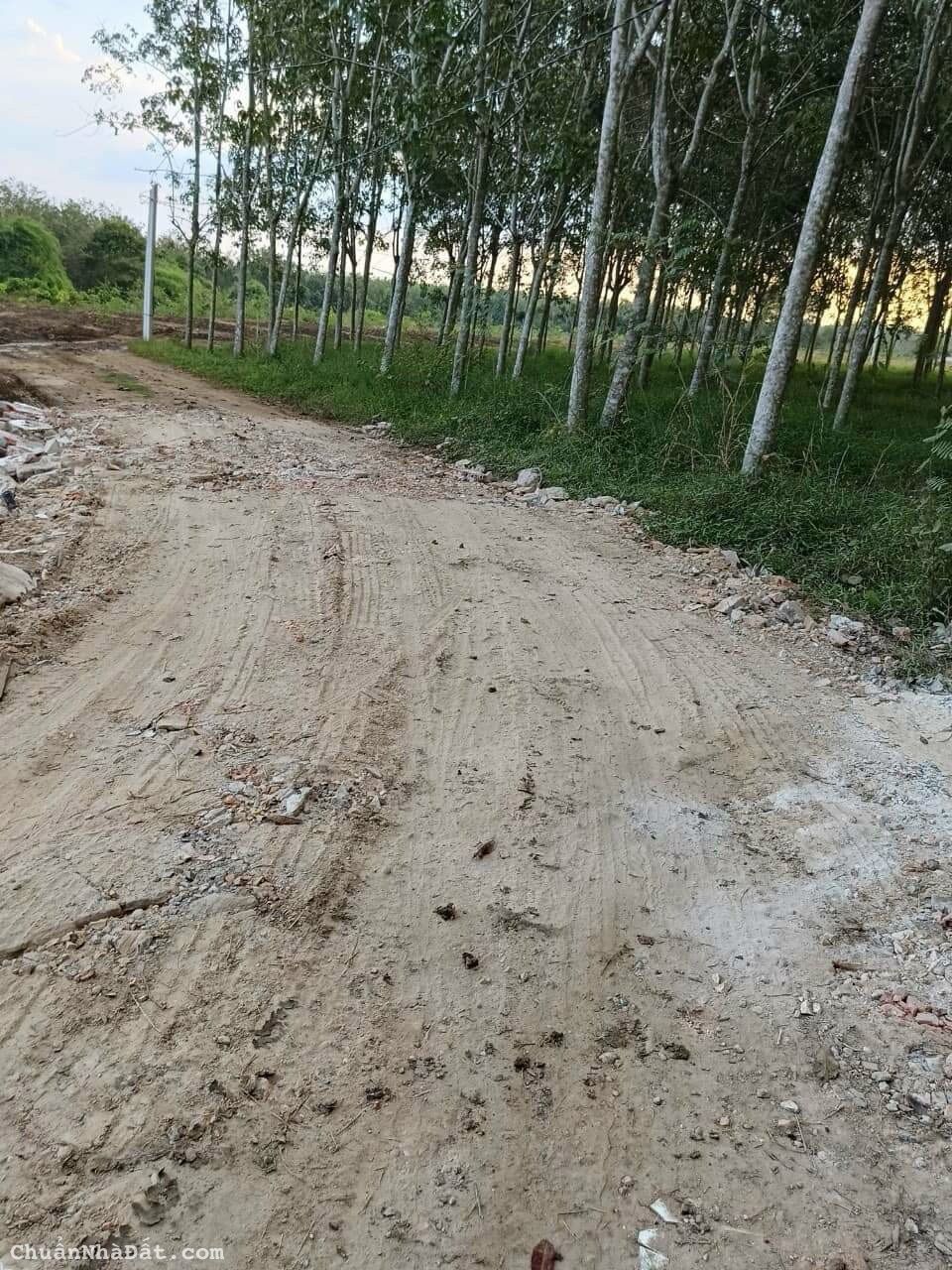 CẦN BÁN 6 CÔNG ĐẤT CAO SU TÂY NINH - CHƯA CẠO MỦ