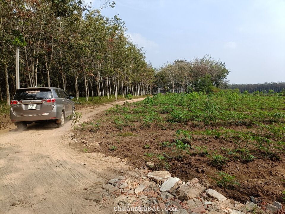 CẦN BÁN 6 CÔNG ĐẤT CAO SU TÂY NINH - CHƯA CẠO MỦ