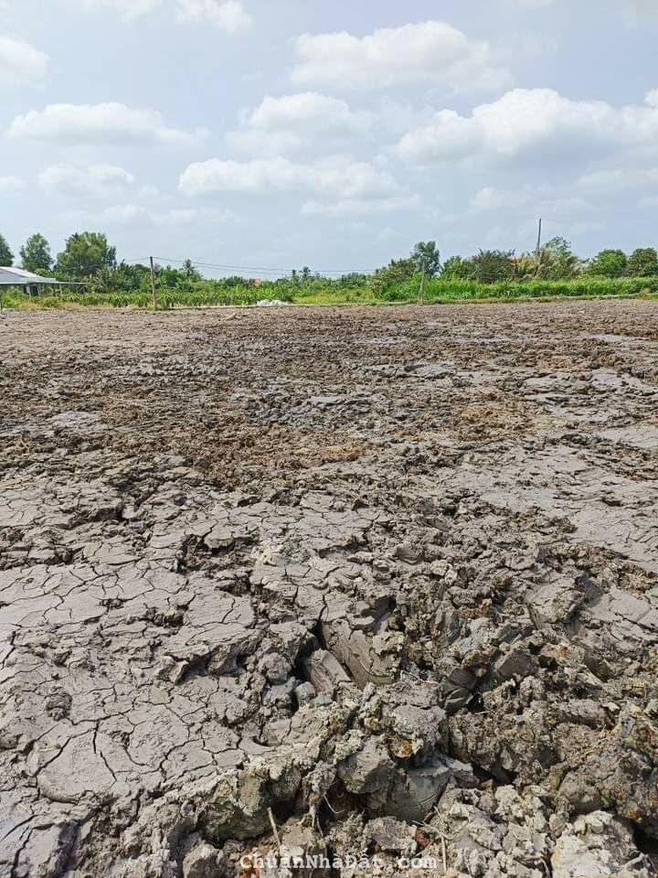 Thổ Lúa Thanh Phú Long Châu Thành Long An thích hợp xây nhà vuờn 