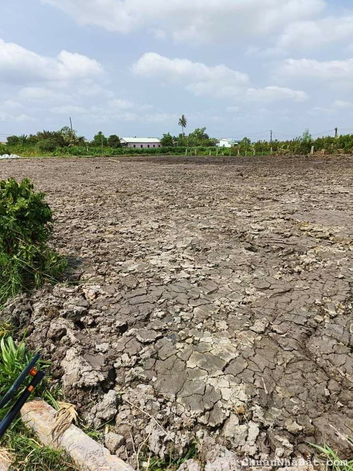 Thổ Lúa Thanh Phú Long Châu Thành Long An thích hợp xây nhà vuờn 