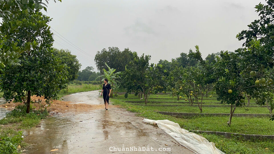 Duy nhất 01 lô đất tại Xóm Bãi Đa, Bảo Hiệu, Yên Thuỷ, Hoà Bình giá chỉ 230tr có 150m².