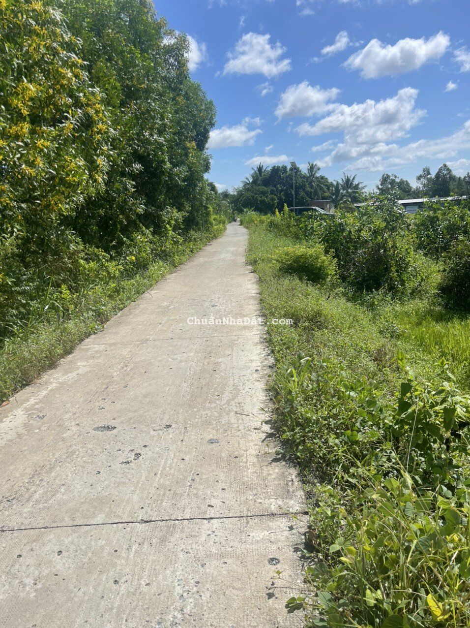 Bán đất mặt tiền đường bê tông 273m2 Đông Thành-Đức Huệ-Long An Bán đất mặt tiền đường bê tông 273m2 Đông Thành-Đức Huệ-Long An