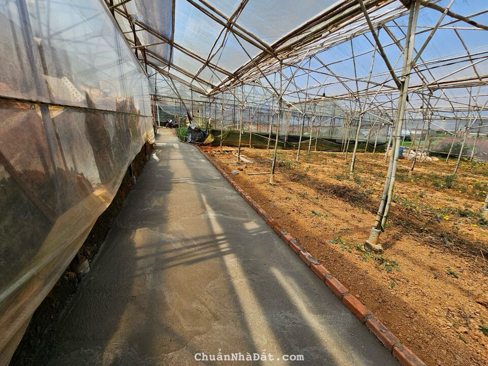 Cần bán 274m2 đất đường Trần Đại Nghĩa, Phường 8, TP Đà Lạt, Lâm Đồng 