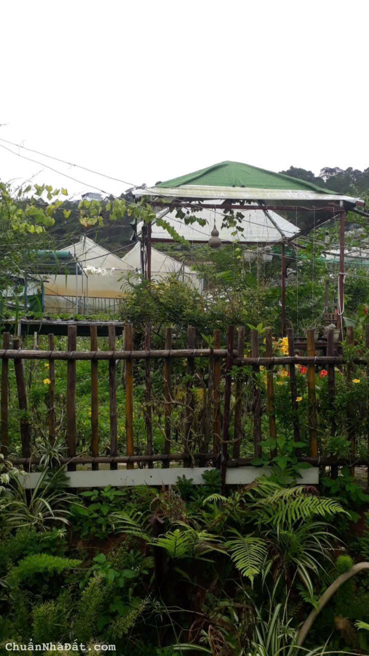 CHO THUÊ ĐẤT 500M2 TRẦN THÁI TÔNG PHƯỜNG 10 ĐÀ LẠT, 100TR/NĂM