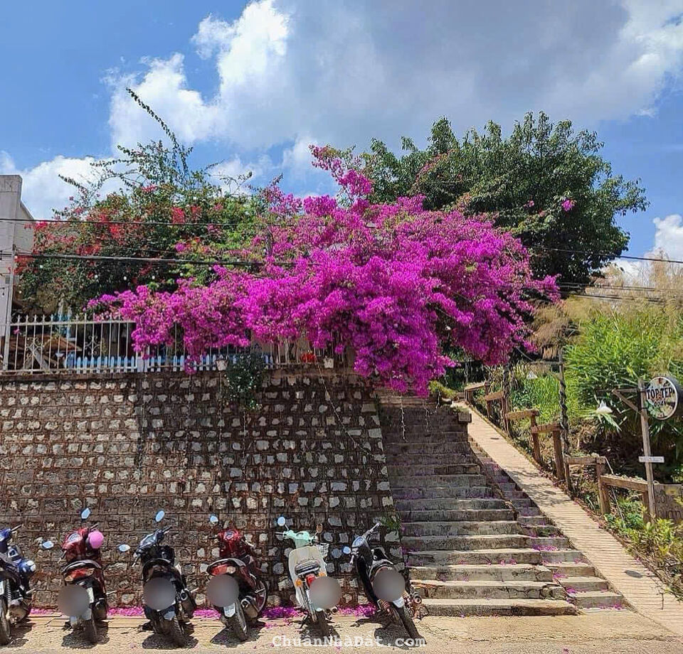 CHO THUÊ NHÀ NGUYÊN CĂN CAFE & HOME P7 ĐÀ LẠT, MẶT BẰNG TRỐNG VIEW NHÀ LỒNG ĐƯỜNG Ô TÔ Ỷ LAN, 14TR