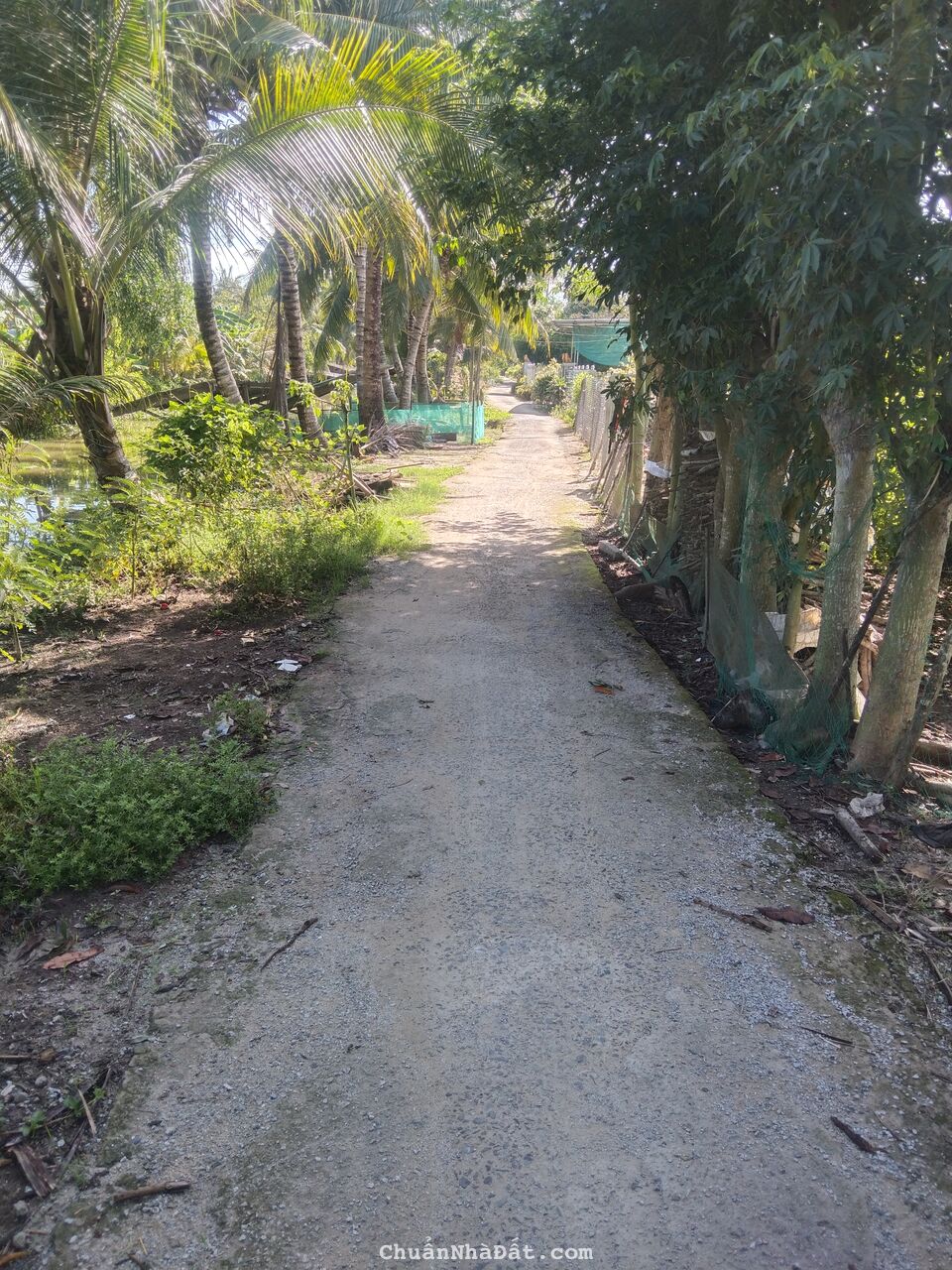 đất ruộng rẻ, kèm thổ cư , lúa làm 3 vụ 