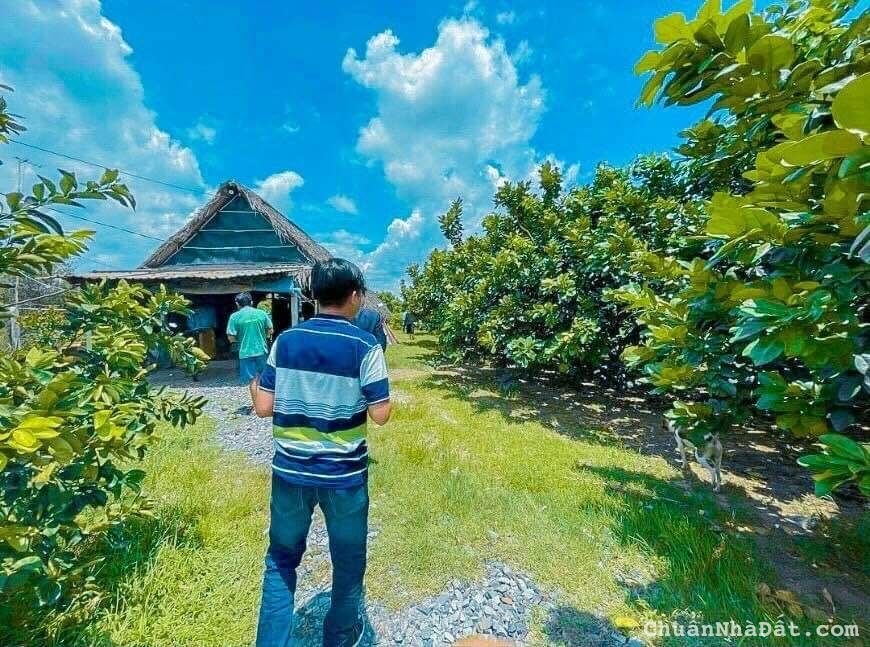 Cần ra gấp mảnh vườn bưởi giá chỉ có 290tr