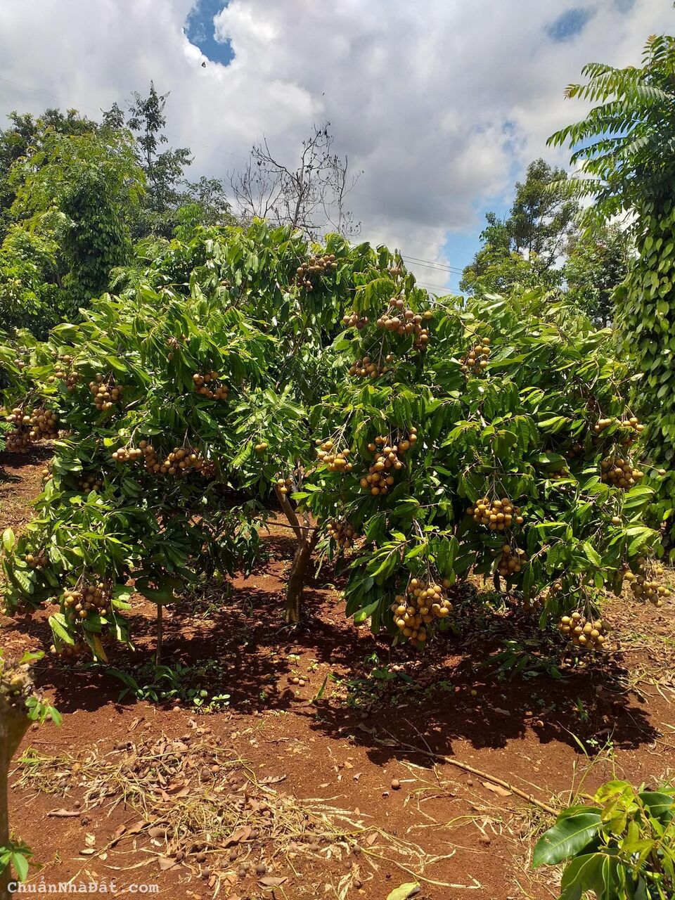 BÁN 4000m2 đất trồng Nhãn, đất bằng phẳng rất đẹp tại Đăk Lăk. Chỉ 360tr 1 sào. Lh:0968897623. BÁN 4000m2 đất trồng Nhãn, đất bằng phẳng rất đẹp tại Đăk Lăk. Chỉ 360tr 1 sào. Lh:0968897623.