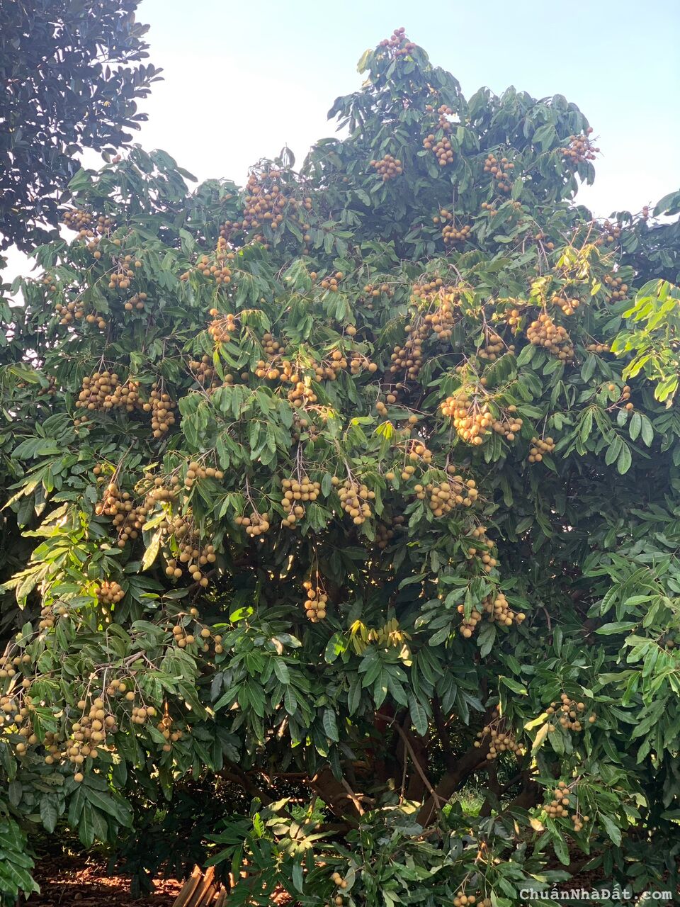 BÁN 4000m2 đất trồng Nhãn, đất bằng phẳng rất đẹp tại Đăk Lăk. Chỉ 360tr 1 sào. Lh:0968897623. BÁN 4000m2 đất trồng Nhãn, đất bằng phẳng rất đẹp tại Đăk Lăk. Chỉ 360tr 1 sào. Lh:0968897623.