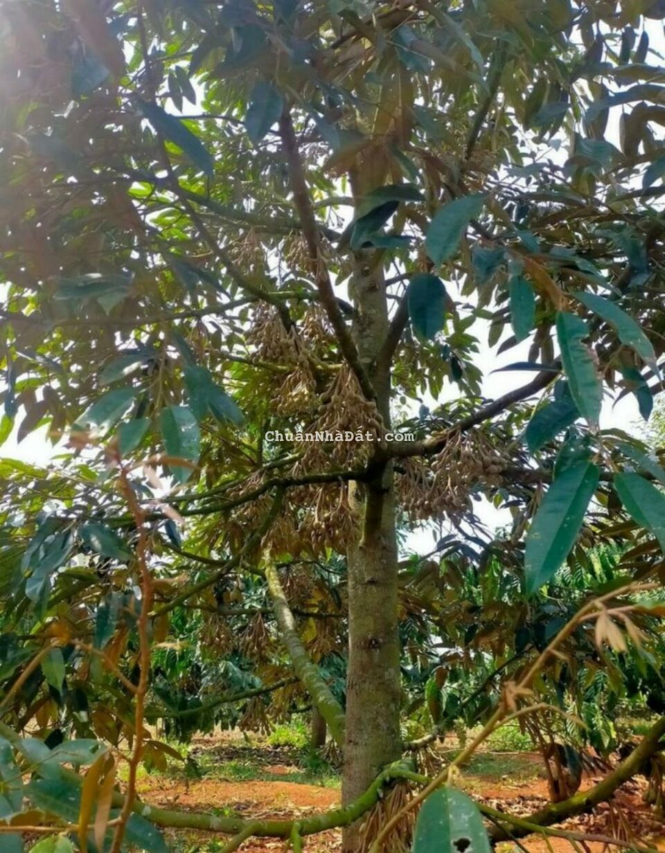 Bán 3 lô đất Xã Cưbao - Thị Xã Buôn Hồ. SHR từng lô (DT 6 x 51) chỉ 450tr. Lh:0935424545