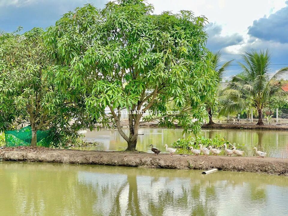 Lô đất 10x55 FULL thổ CHÍNH CHỦ giảm giá sâu còn 2.85 tỷ Lô đất 10x55 FULL thổ CHÍNH CHỦ giảm giá sâu còn 2.85 tỷ