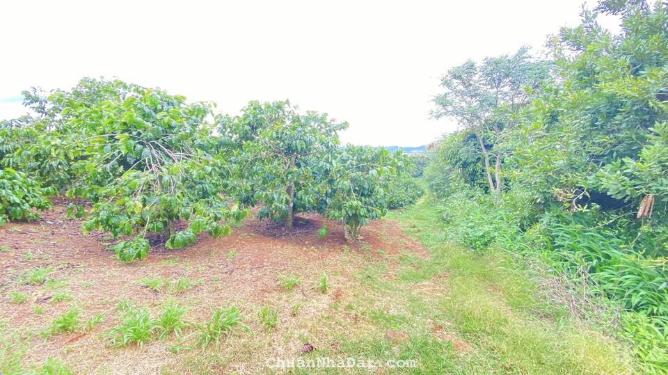 1ha đất thiện chí, ninh gia đức trọng, Lâm Đồng