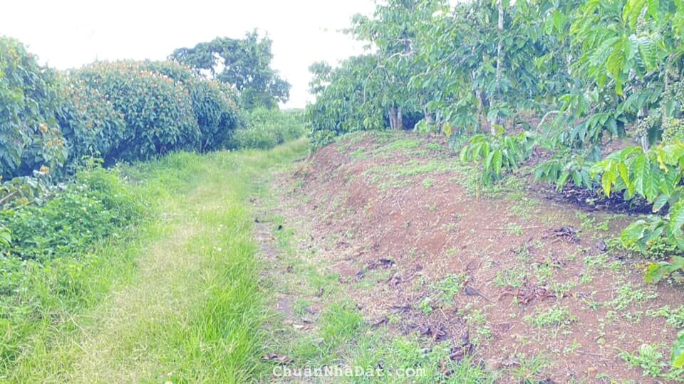 1ha đất thiện chí, ninh gia đức trọng, Lâm Đồng