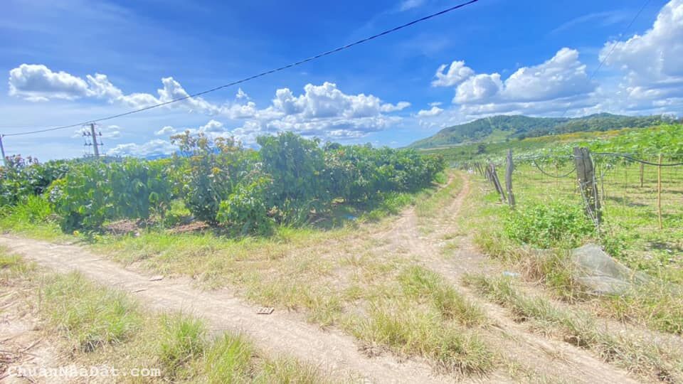 5 sào cafe full vườn, hẻm đường vào thác Pongour, tân thành đức trọng 5 sào cafe full vườn, hẻm đường vào thác Pongour, tân thành đức trọng