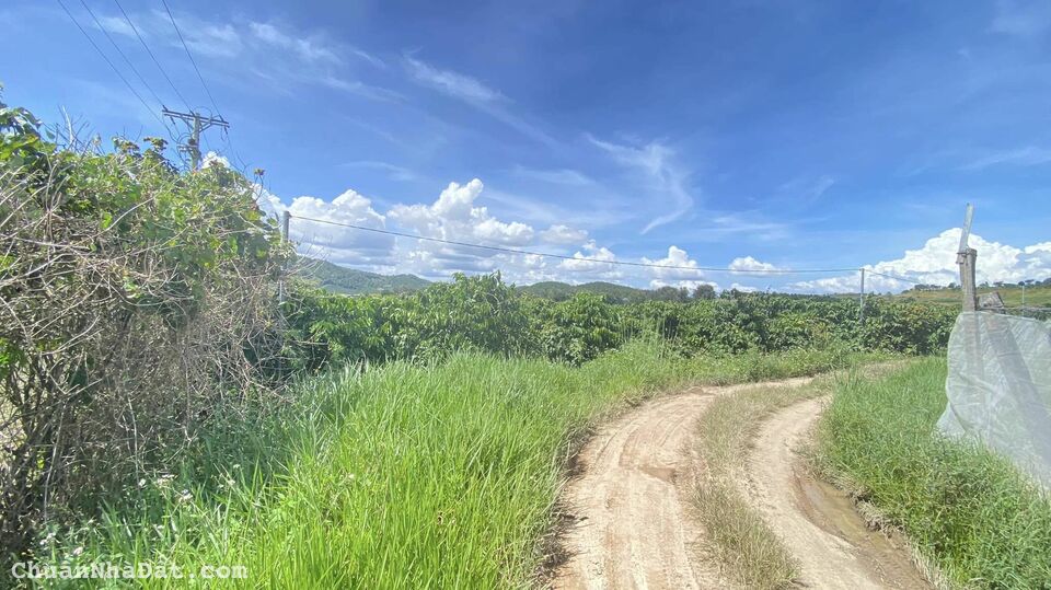 5 sào cafe full vườn, hẻm đường vào thác Pongour, tân thành đức trọng 5 sào cafe full vườn, hẻm đường vào thác Pongour, tân thành đức trọng