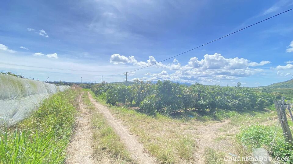 5 sào cafe full vườn, hẻm đường vào thác Pongour, tân thành đức trọng 5 sào cafe full vườn, hẻm đường vào thác Pongour, tân thành đức trọng