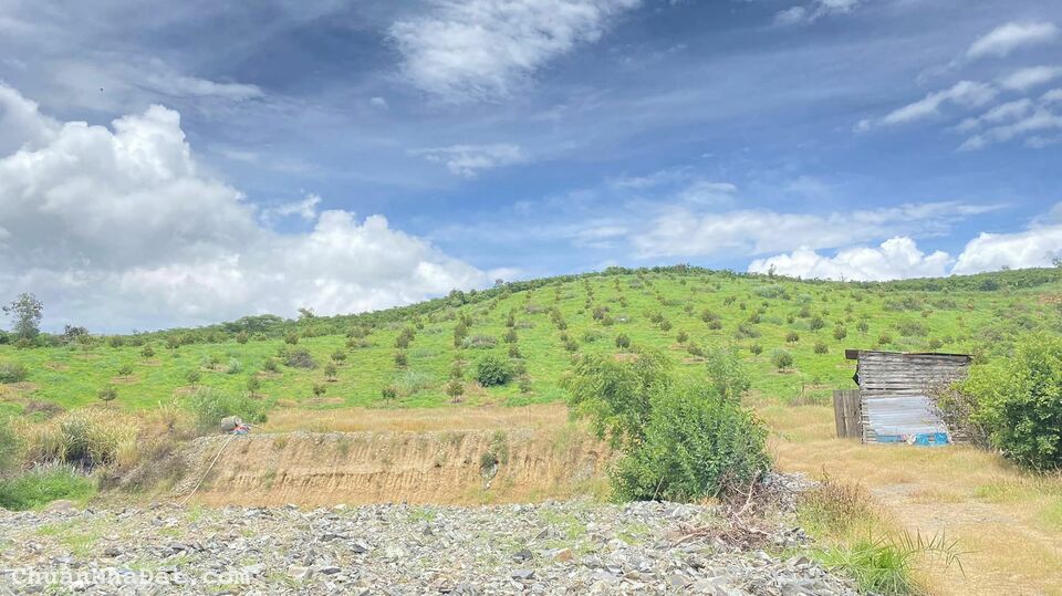 Bán 2,2 ha toàn bộ sầu riêng hiệp thuận ninh gia đức trọng