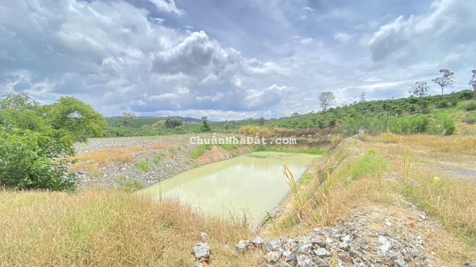 Bán 2,2 ha toàn bộ sầu riêng hiệp thuận ninh gia đức trọng